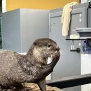 수달앤쥬 이미지