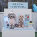 바비애견풀빌라 | 가평 애견펜션 강아지 운동장 있는 바비 애견 풀빌라