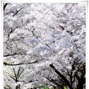 수원하이텍고 교정의 벗꽃이 너무아름다워,,,,비오기 전 후 사진 (수정) 이미지