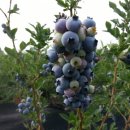 장성골농장 이미지