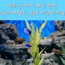 ㈜경포아쿠아리움 | 강릉 경포 아쿠아리움 후기💙 비 오는 날 실내 여행 최고! 할인·먹이주기·편의시설 총정리