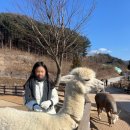 잉꼬크리닝 | 1월 국내여행지 추천 겨울 여행 명소 강원도 가볼만한곳 홍천 알파카월드 후기 및 자세한 팁