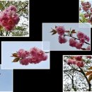 어린이대공원 왕 벚꽃 이미지