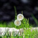 민들레홀씨 이미지