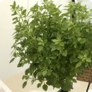 초록마취통증의학과의원 이미지