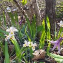 진달래화원 | 선자령이 부른 천상의 화원