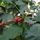 임병철농장 이미지