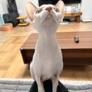 골덴세탁소 | #2