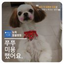 뉴욕동물병원 이미지