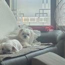 깔꼼 애견미용실 이미지