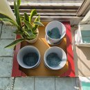 산세베리아 | [내돈내산] 산세베리아 분갈이 후기
