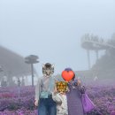 거창 감악산 아스터 국화축제 솔직후기｜안개 많았던 날, 그래도 꽃밭은 예쁨