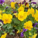 팬더세탁소 이미지