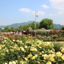 장미축제 이미지