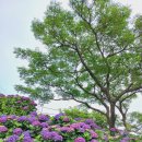 동광리-3 이미지