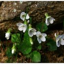 도비산 등산로 이미지