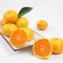 가온하임 | 제주도 노지 감귤, 이제는 집에서 즐긴다!