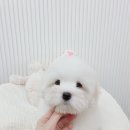 창원강아지분양 헬스독 애견입양 말티푸들포메라니안미니비숑 이미지