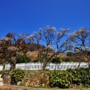일운초등학교 예구분교장 | [경남/거제] 봄 보다 봄을 먼저 전하다. ‘구조라 춘당매(舊助羅 春堂梅)’