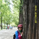 순창 메타세콰이어길 이미지