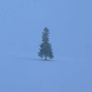 준독 | 삿포로 여행 3일차_비에이 투어 후기(흰수염 폭포ㅣ 탁신관ㅣ준페이ㅣ크리스마스 트리)