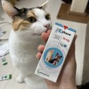 안정제 | 고양이 질켄 효과 스트레스 안정제 후기