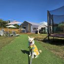 도그 팰리스 이미지