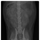 비포유동물병원 이미지