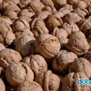 호두나무 이미지