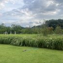 숲속의 빈터 이미지