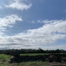 제주 알모 이미지