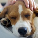 도그앤캣 동물병원 이미지