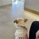 닥터김동물의료센터 이미지