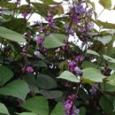 제비푸드 이미지