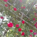 한강시민공원(화훼단지) 이미지