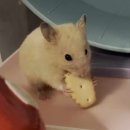 큐티해피 | [대구 북구] 큐티뽀짝 쿠키맛집 카페 “해피예피” 후기🍪