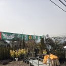 광주 상무화훼단지에서 대형화분구매 후기 유진꽃화훼