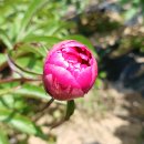 목단농장 이미지