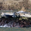 점박이 물범가족 이미지