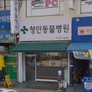 청안동물병원 네이버블로그