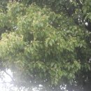 제주 도순리 녹나무 자생지 이미지