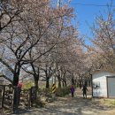 제방도로 | 안양천제방 벚꽃길 후기