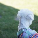 애월류가 이미지