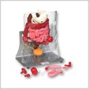 더미통상 이미지