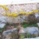 개나리꽃민박 이미지