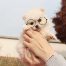 내 품안의 반려견 이미지