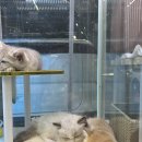 놀면묘하냥 고양이카페 | [고양이 카페] 운정 고양이카페 놀면묘하냥 다녀온 후기