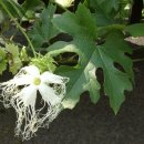 하늘타리 이미지