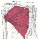 11.Pectoralis major(대흉근) 이미지