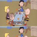 시원애견 이미지